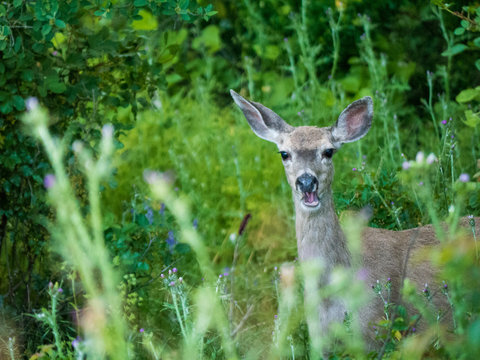 Mule Deer Caught In Moment Eating Plants .