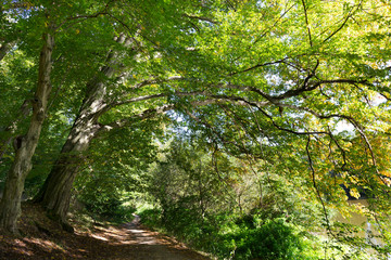 Obraz premium Romantic solitude Path with old big Trees about River Sazava in Central Czech