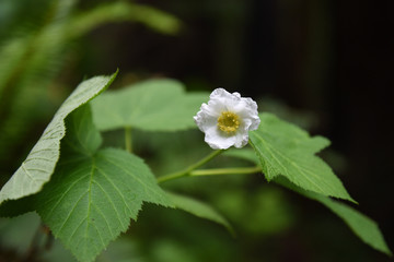 white flower amongst leaves