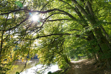 Romantic solitude Path with old big Trees about River Sazava in Central Czech