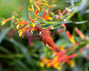 Rufous Hummingbird from Above Feeding on an Orange Flower