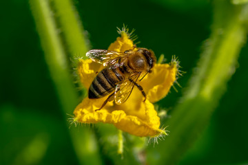 Beautiful  Bee macro in green nature - Stock Image