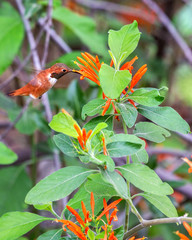 Rufous Hummingbird Hovering Feeding on an Orange Flower