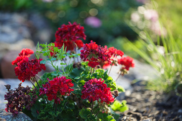 beautiful flowers