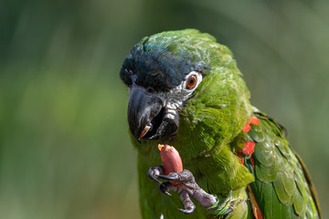 Hahns Macaw feeding on a Monkey Nut