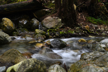 Naklejka na ściany i meble river in the redwoods