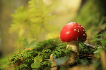 fly agaric mushroom in the forest