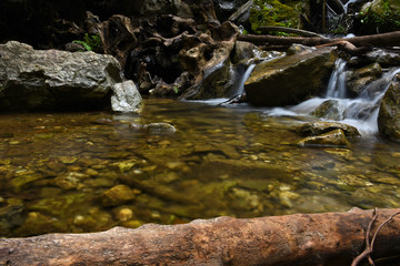 Fototapeta na wymiar river in the redwoods