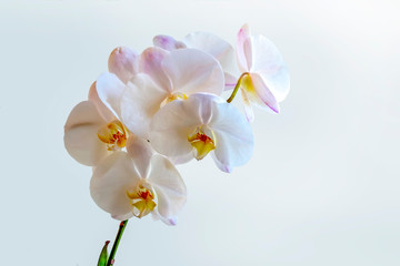 Orchid Flower   Isolated on white background