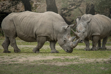Naklejka premium Two white rhinoceros with big horns