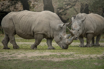 Two white rhinoceros with big horns