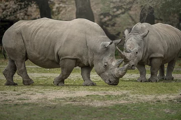 Foto op Plexiglas Two white rhinoceros with big horns © Peter Maszlen