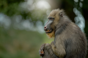Close up of sitting Mandrill monkey