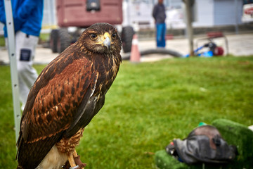 Hawk