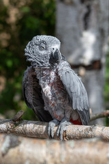Fototapeta premium Poor African Grey Parrot with Missing Feathers
