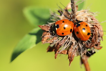 ladybugs on leaf