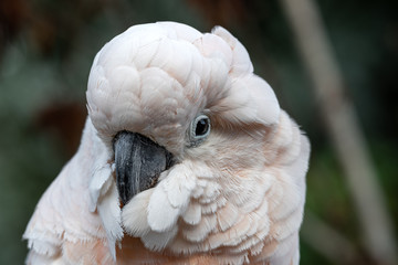 Head Portrait Salmon Crested cockatoo © Ian