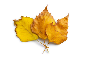 Autumn yellow leaves isolated on white background for holiday season and text adding