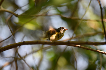 bird on a branch