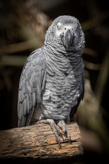 Obraz premium African Grey Parrot Perced on a Log