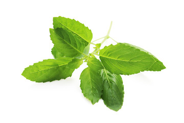 Holy basil or tulsi leaf isolated on white background.