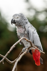 Poor African Grey Parrot with Missing Feathers