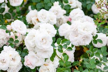 Obraz na płótnie Canvas Closeup image of beautiful flowers background with amazing white roses.