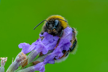 Beautiful  Bee macro in green nature - Stock Image