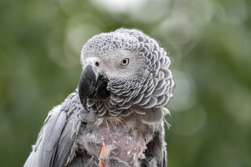 Poor African Grey Parrot with Missing Feathers