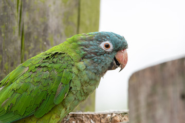Head Portrait Blue Crowned Conure