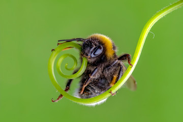 Beautiful  Bee macro in green nature - Stock Image