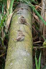 Four Young Female Sparrows Resting on a Fallen Pole