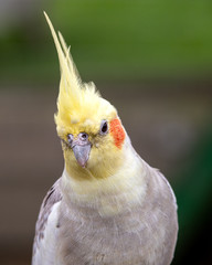 Beautiful Cockatiel Perched in a Tree