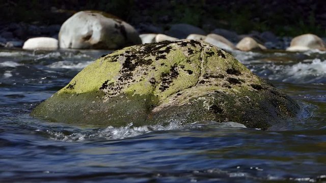  Mountain river with huge solid rock and fast splashing water stream on sunny day. Close-up shot. Royalty free stock footage related to nature, travel, ecology, gegraphy, climate, fishing, hunting.