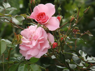 two pink roses on a bush with buds and with a blurred background in the garden. close-up
