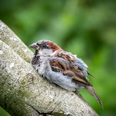 Old Tree Sparrow Resting on a Tree