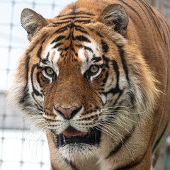 Powerful Large Cat Bengal Tiger