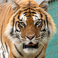 Fototapeta na wymiar Powerful Large Cat Bengal Tiger