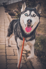 portrait of a husky dog	