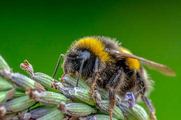 Beautiful  Bee macro in green nature - Stock Image