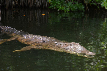 crocodile in water