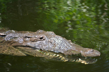crocodile in water
