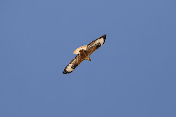 Hawk in flight