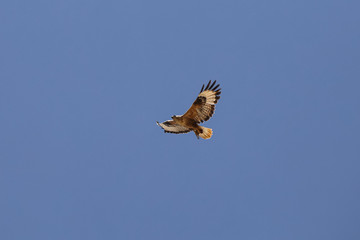 Hawk in flight