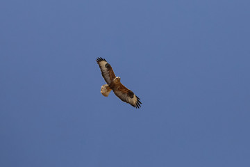 Hawk in flight