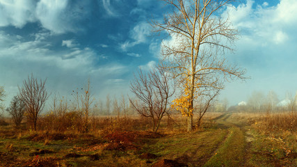 Fototapeta premium autumn in the field, yellow leaves on the trees in the autumn park