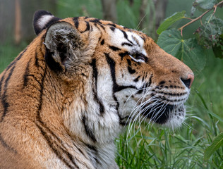 Powerful Large Cat Bengal Tiger
