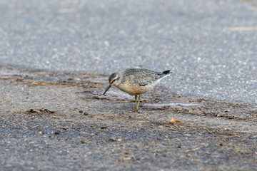 knot Bird feeding on Debris 