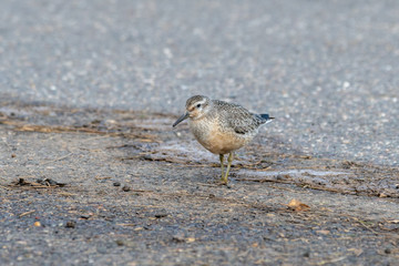 knot Bird feeding on Debris 