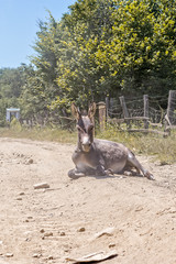 Donkey lies on a dusty rural road